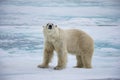 Male polar bear sniffs the airÃ¯Â¼Å in SpitsbergenÃ¯Â¼Å Norway